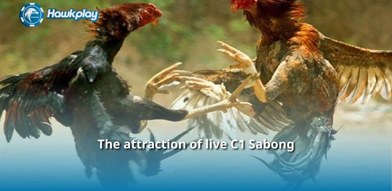 The attraction of live C1 Sabong