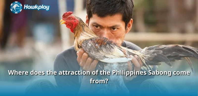 Where does the attraction of the Philippines Sabong come from?